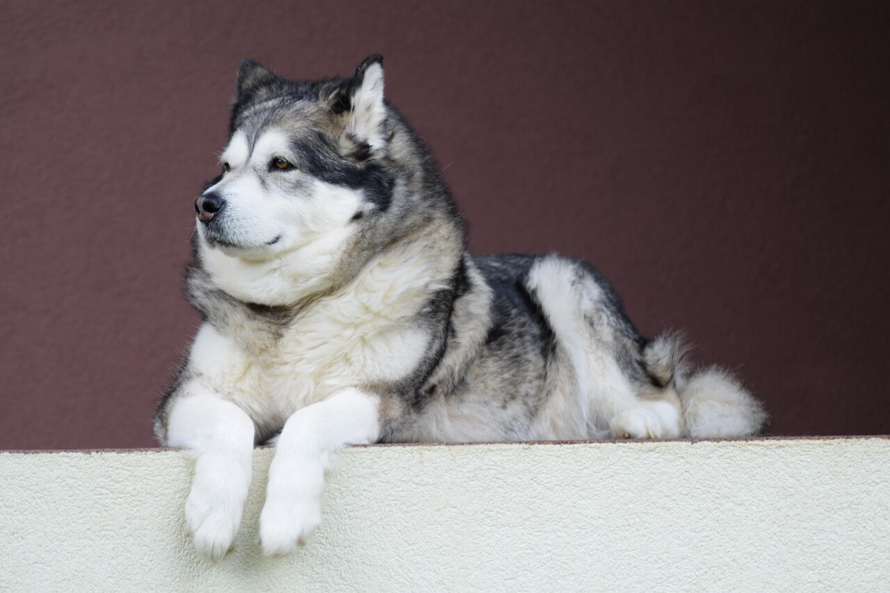 40. alaskan-malamute-guide-3