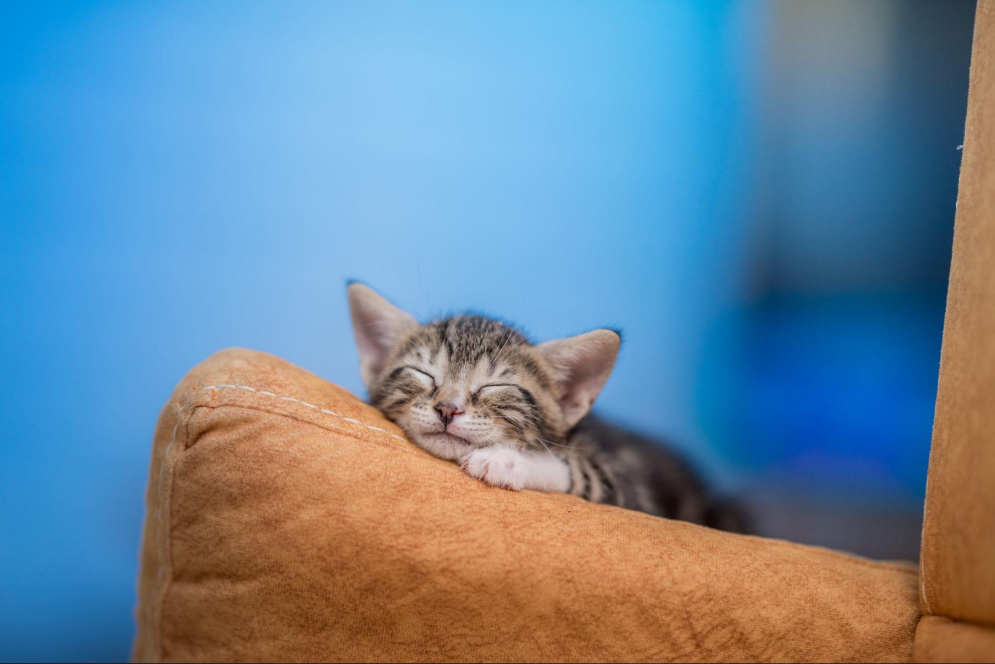 27. AI - kitten-doesnt-drink-milk-and-keeps-sleeping-1