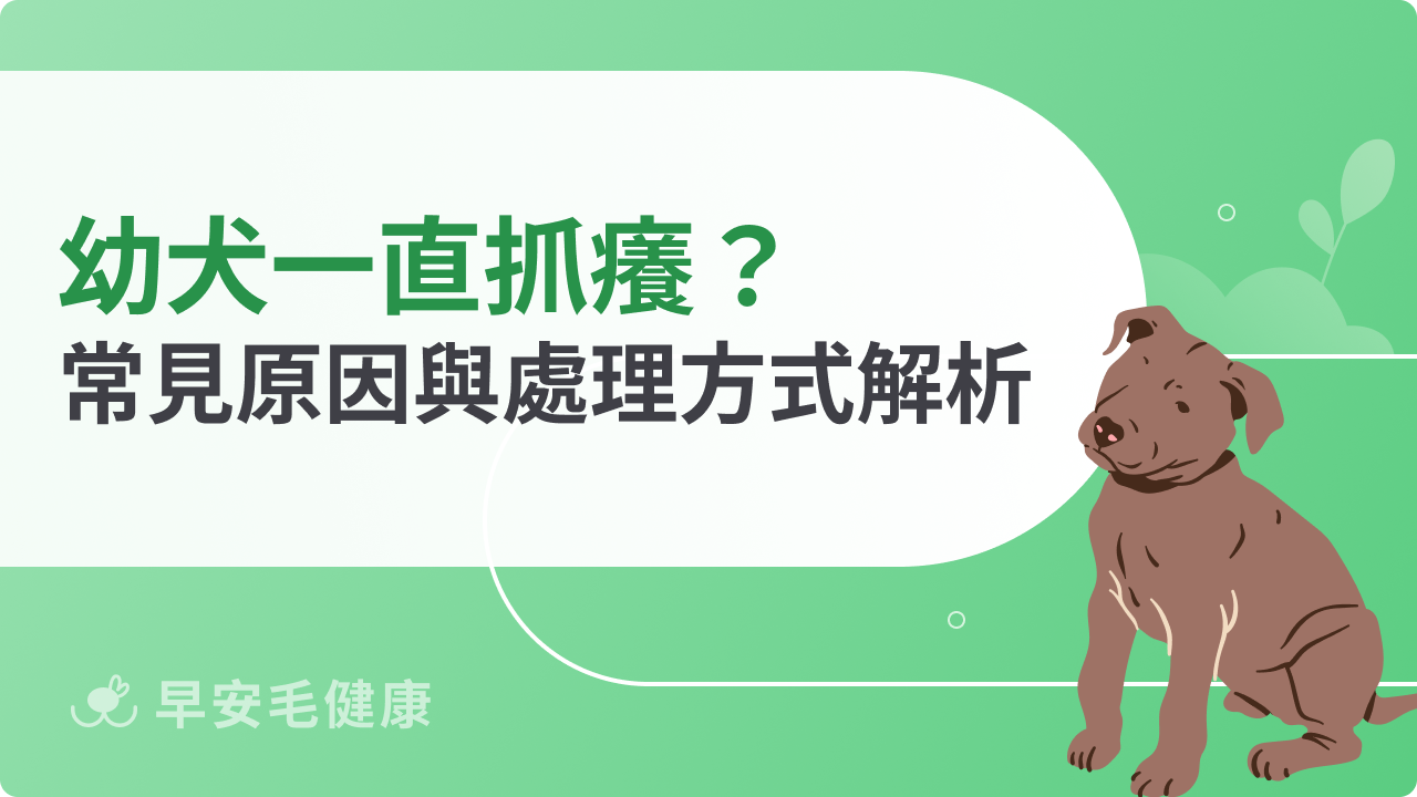 幼犬一直抓癢怎麼辦?常見原因與處理方式解析