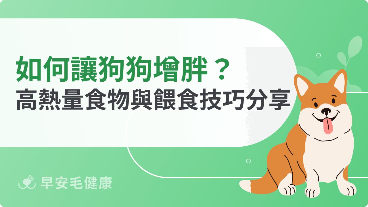 如何讓狗狗增胖最有效?高熱量食物與餵食技巧分享