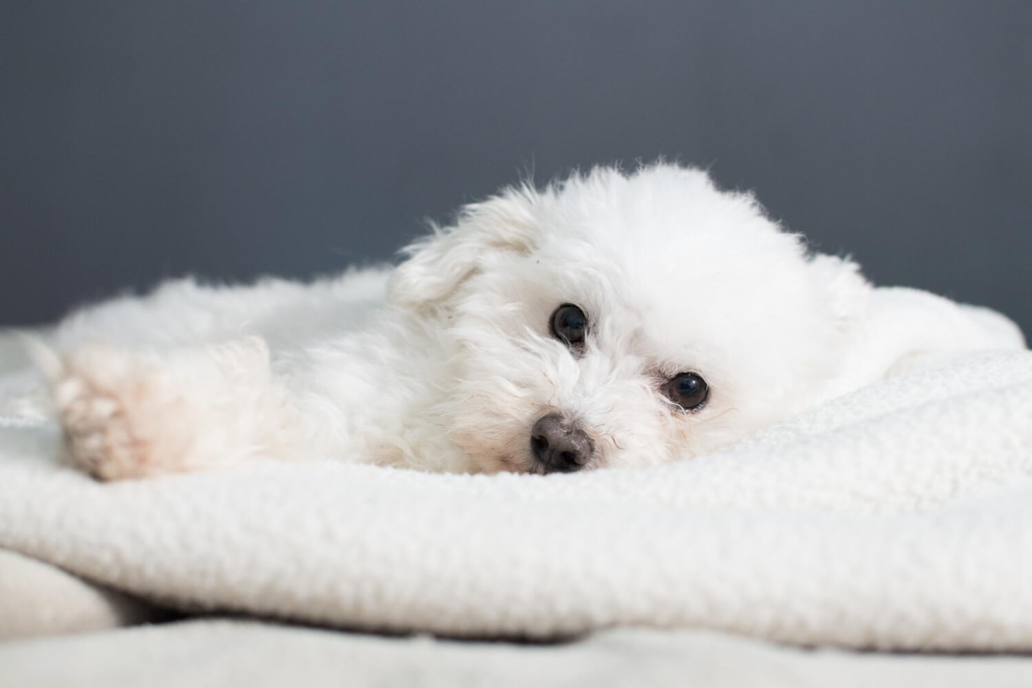 11.maltese-dog-guide-2