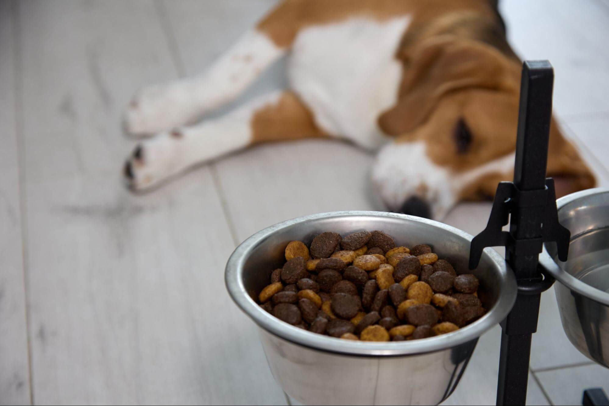 88. AI - dog-lose-interest-in-food-after-an-injury-1