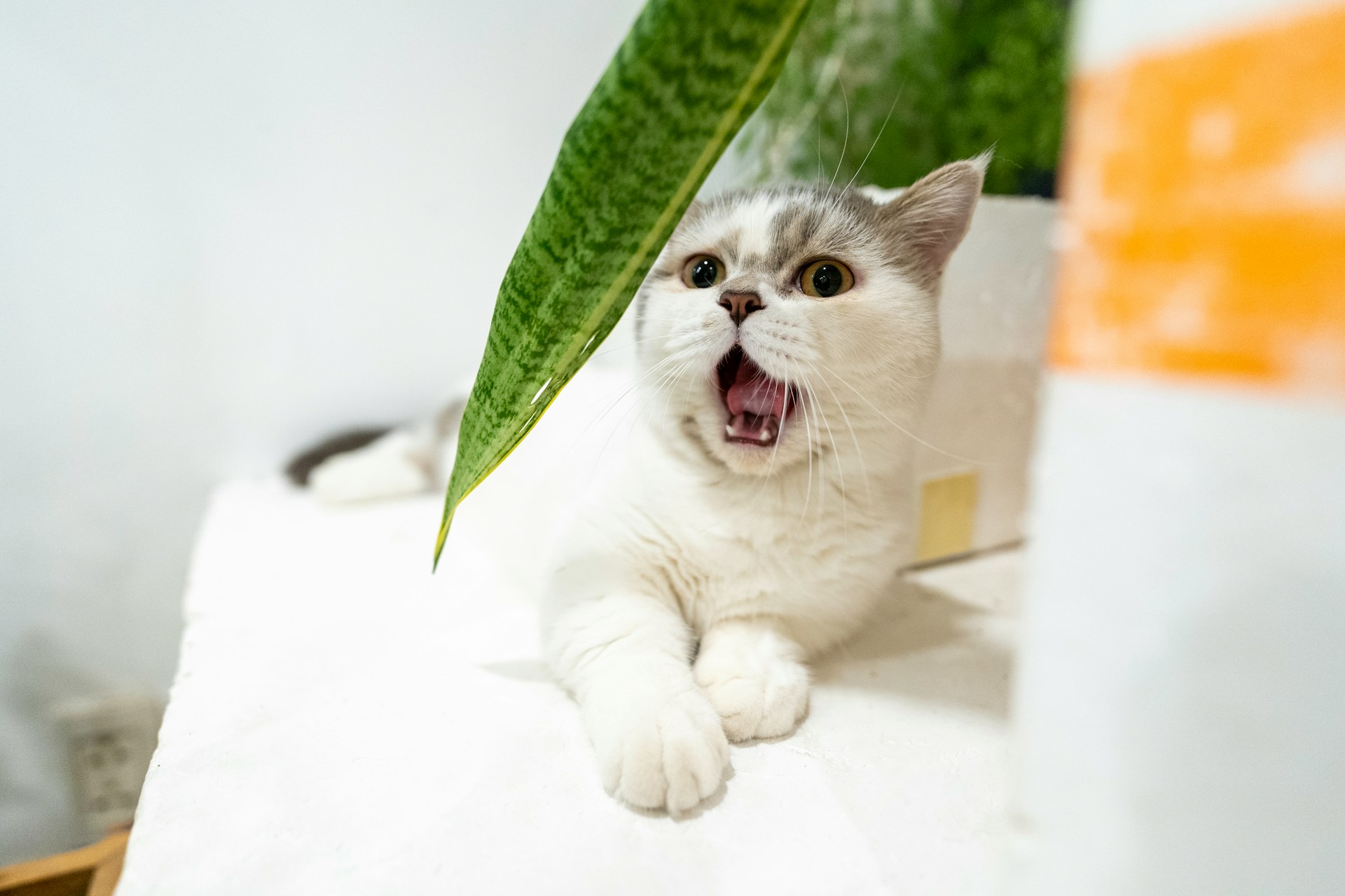 237. AI - american-shorthair-vs-munchkin-2