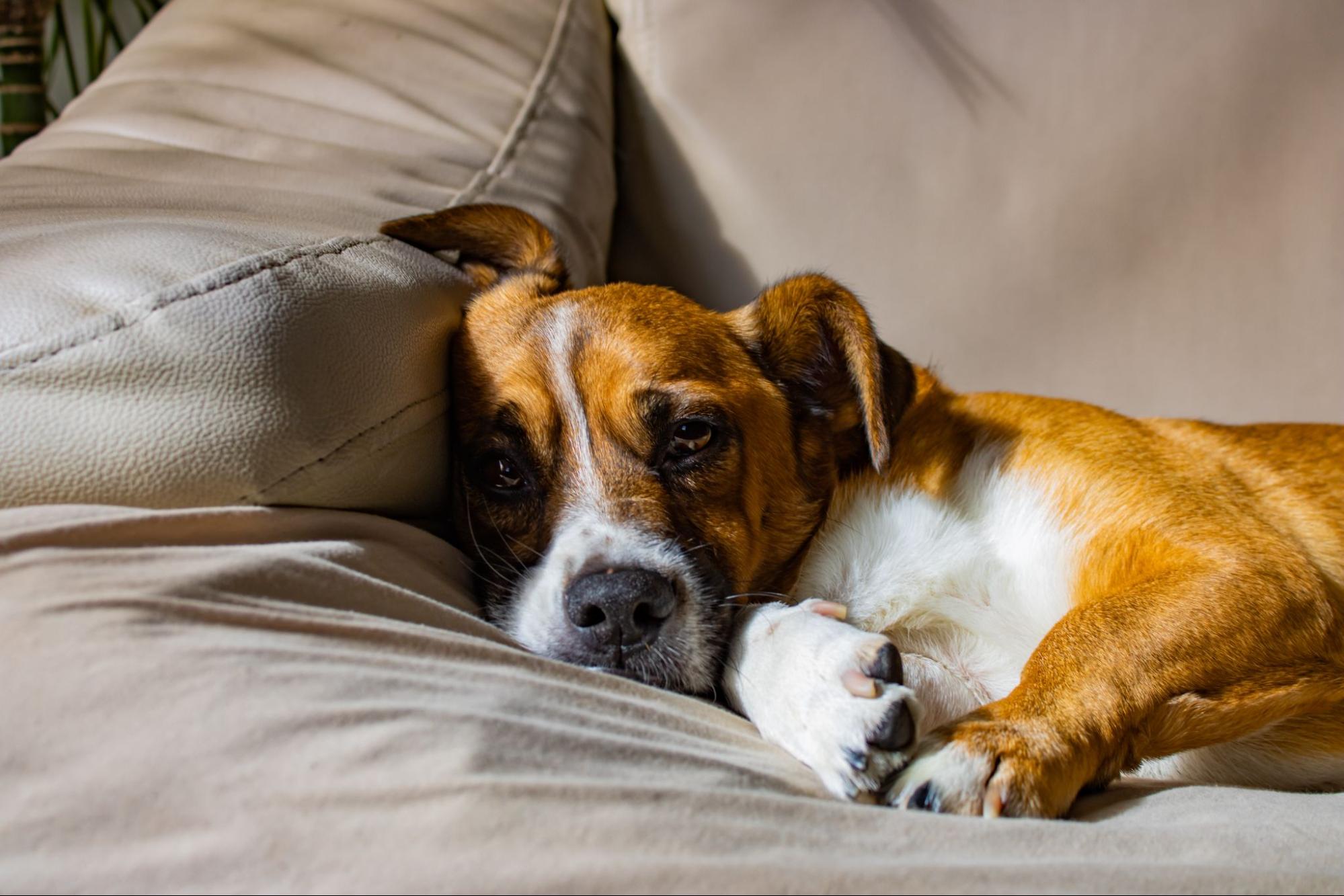 24. AI - How-long-does-old-dog-sleep-1