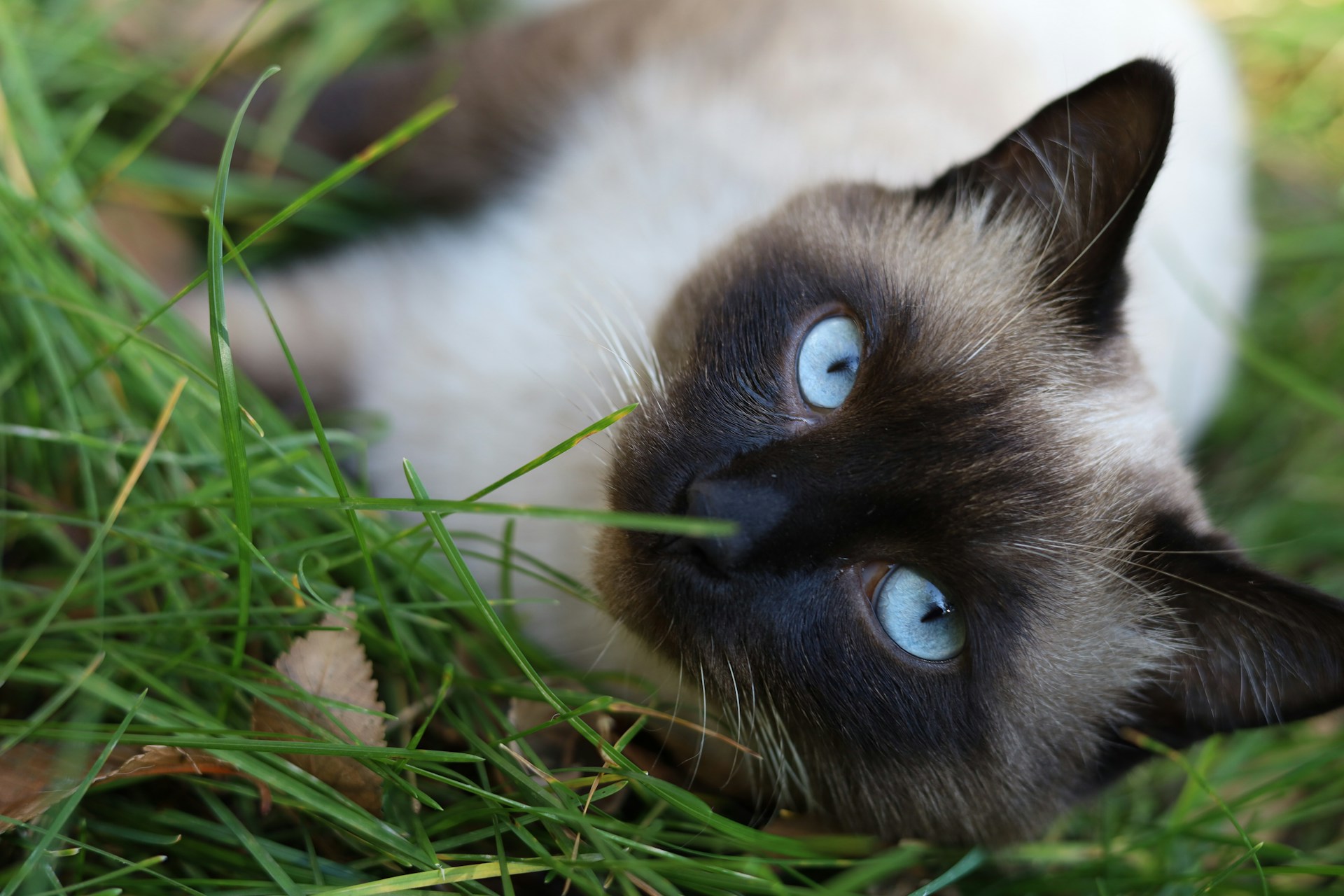 212. AI - siamese-cat-colors-2