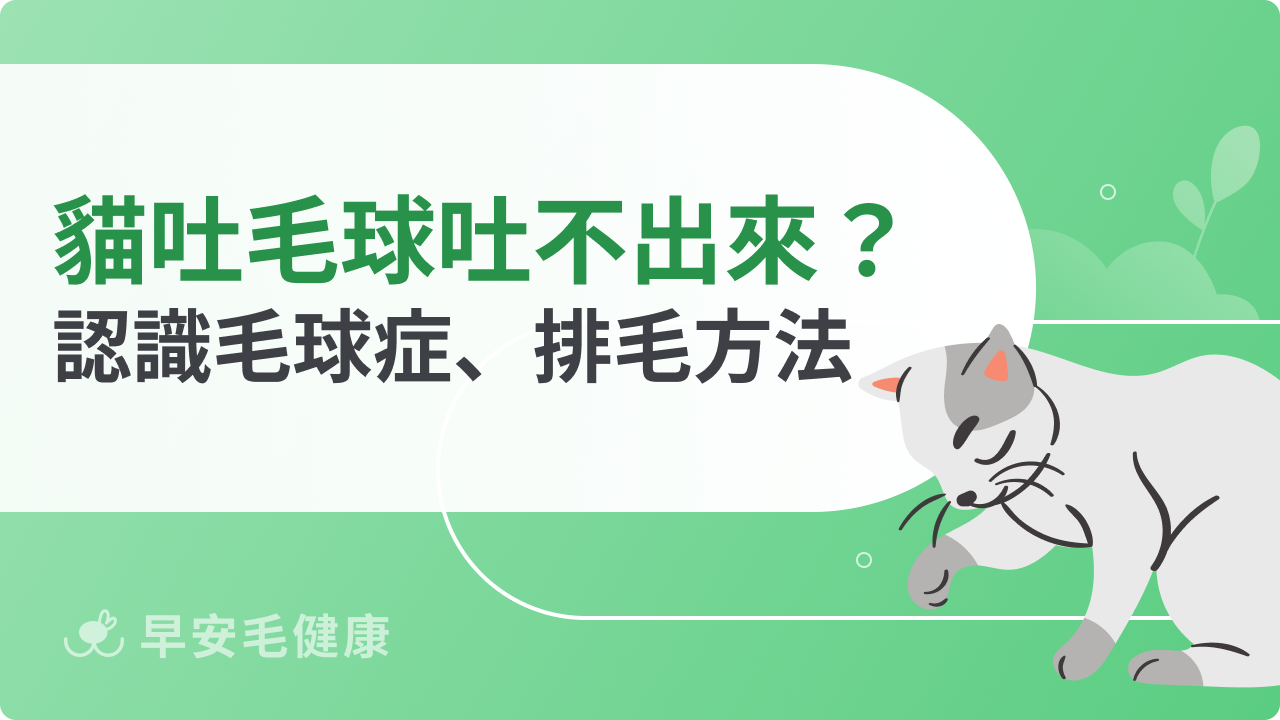 貓咪吐毛球吐不出來怎麼辦?認識毛球症、排毛方法