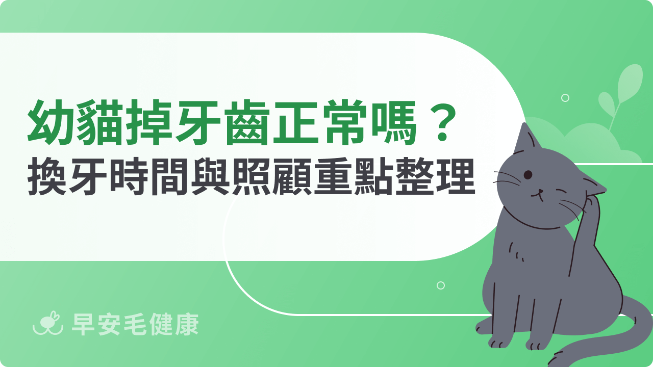 幼貓掉牙齒正常嗎?換牙時間與照顧重點整理