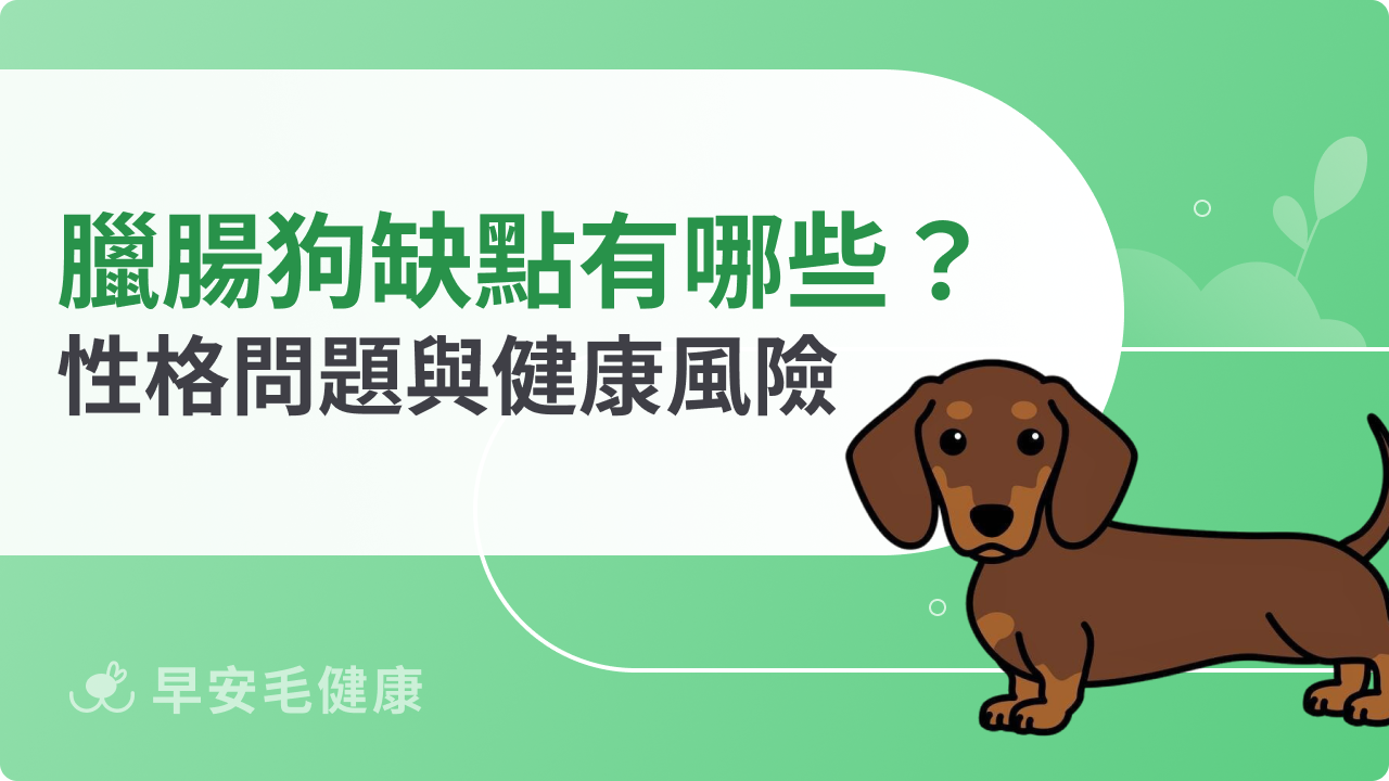 臘腸狗缺點有哪些?飼養前必知性格問題與健康風險