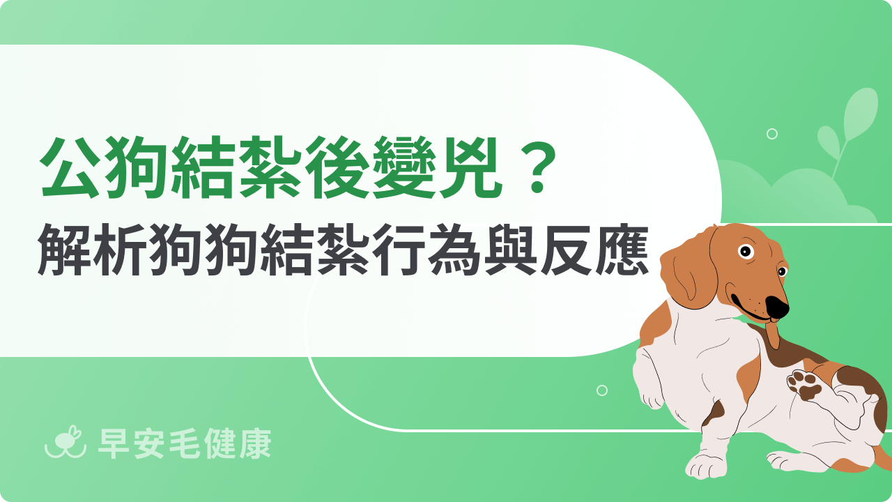 公狗結紮後變兇?解析狗狗結紮行為與反應