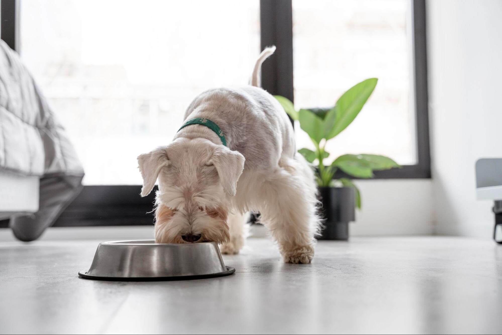 38. AI - can-dogs-eat-onions-1