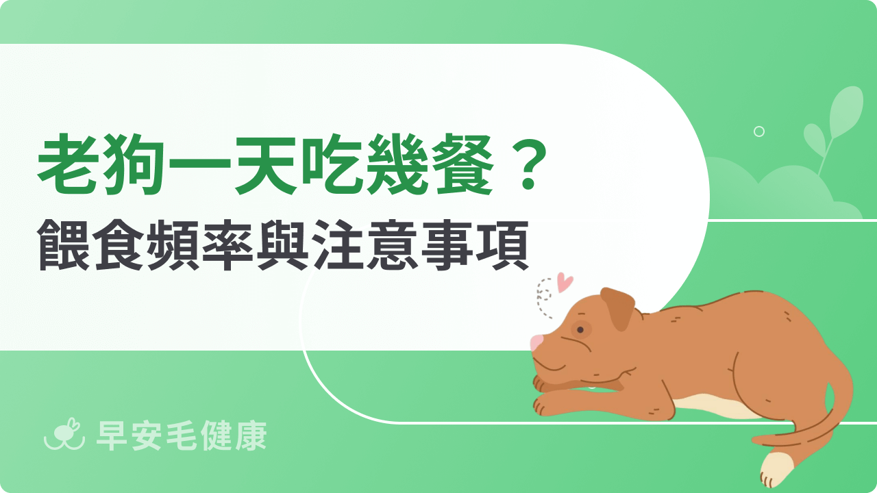 老狗一天吃幾餐?餵食頻率、時間與注意事項一次看