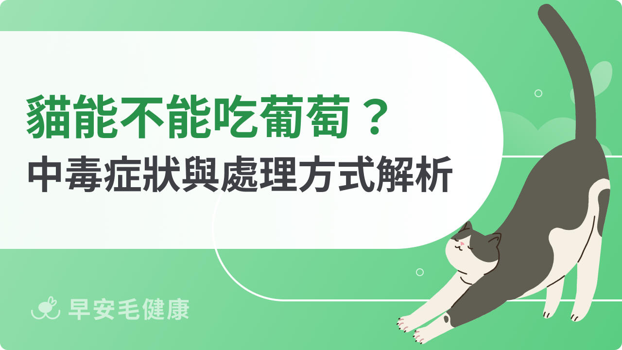貓能不能吃葡萄?吃了會怎樣?中毒症狀與處理方式解析