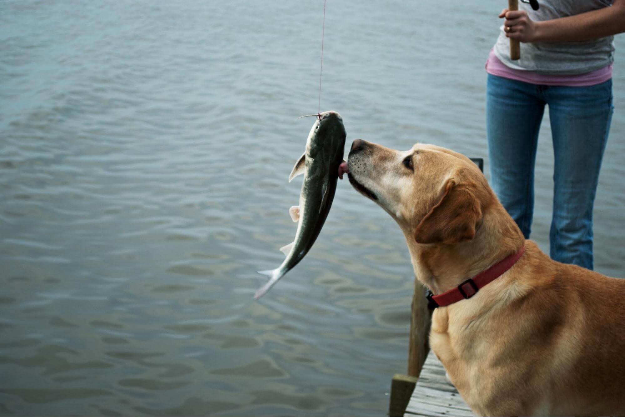 299. AI - can-dogs-eat-seafood-1