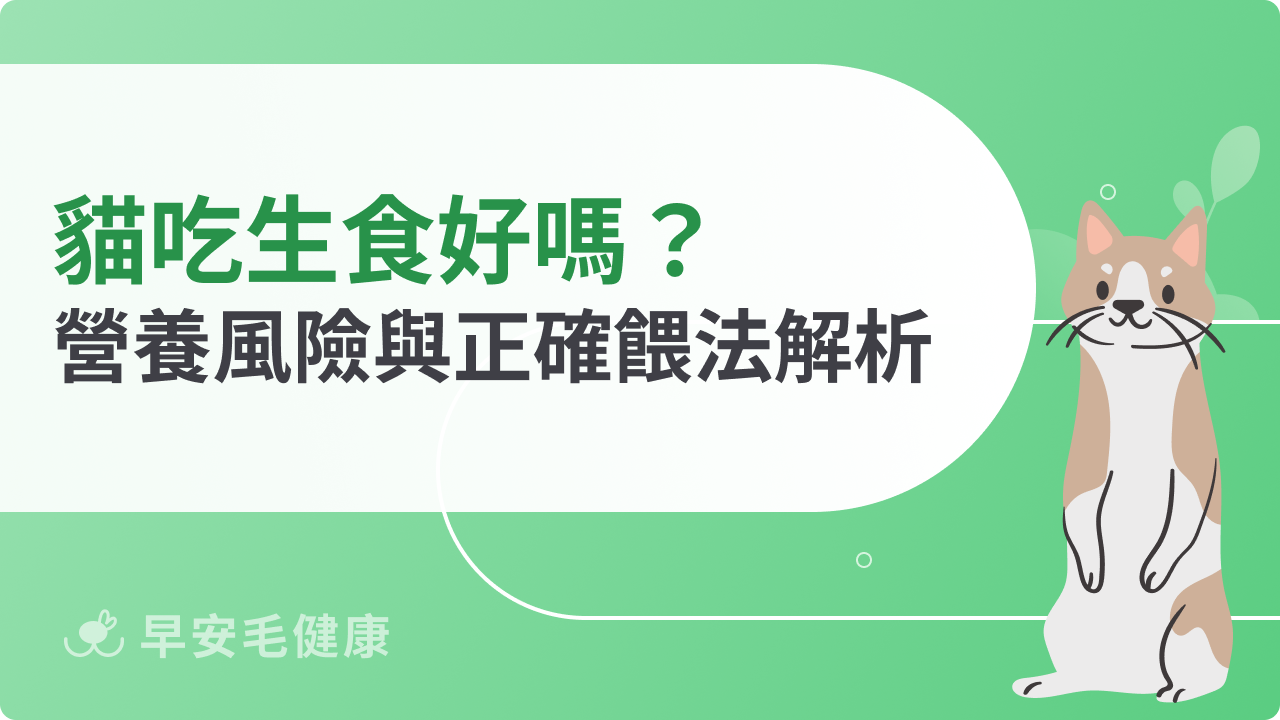 貓吃生食好嗎?營養風險與正確餵法解析