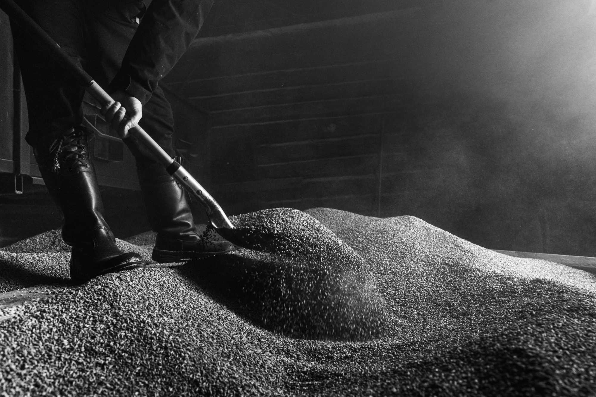 Smoked rye malt being turned