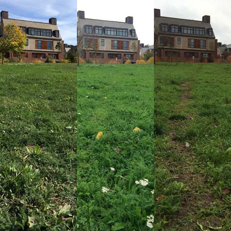 Path worn through the grass in front of a house