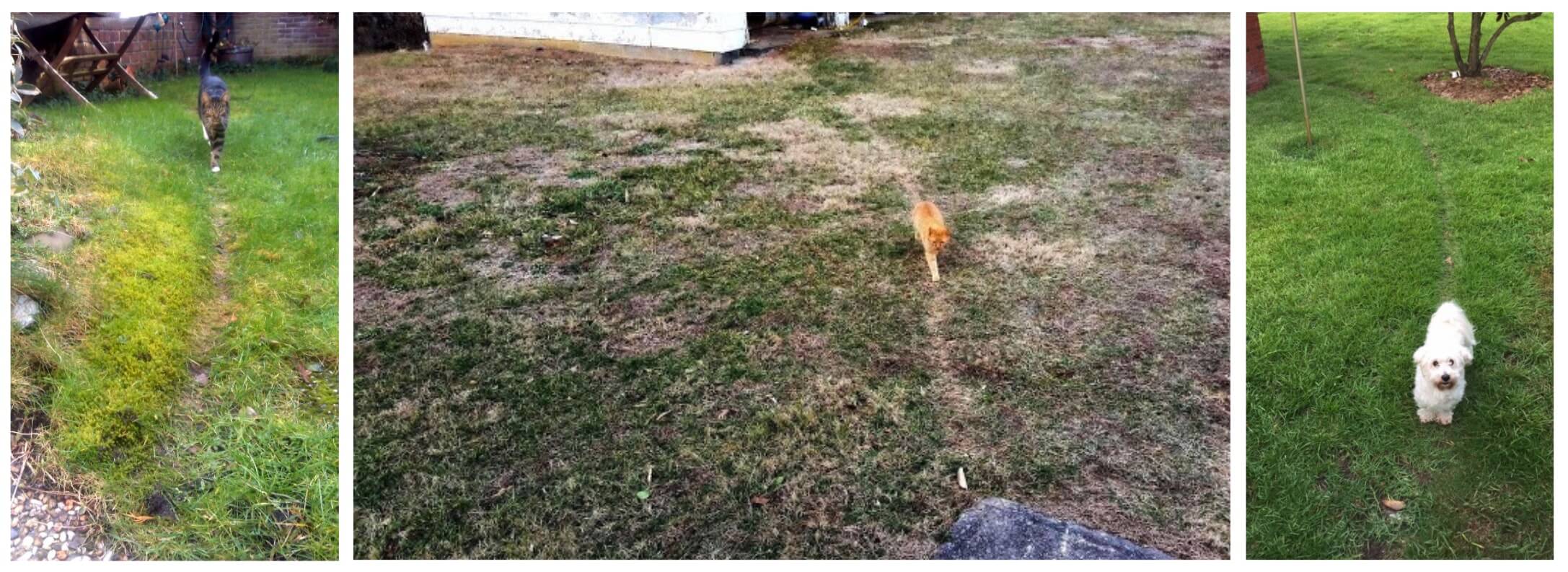 Animals cutting paths through grass