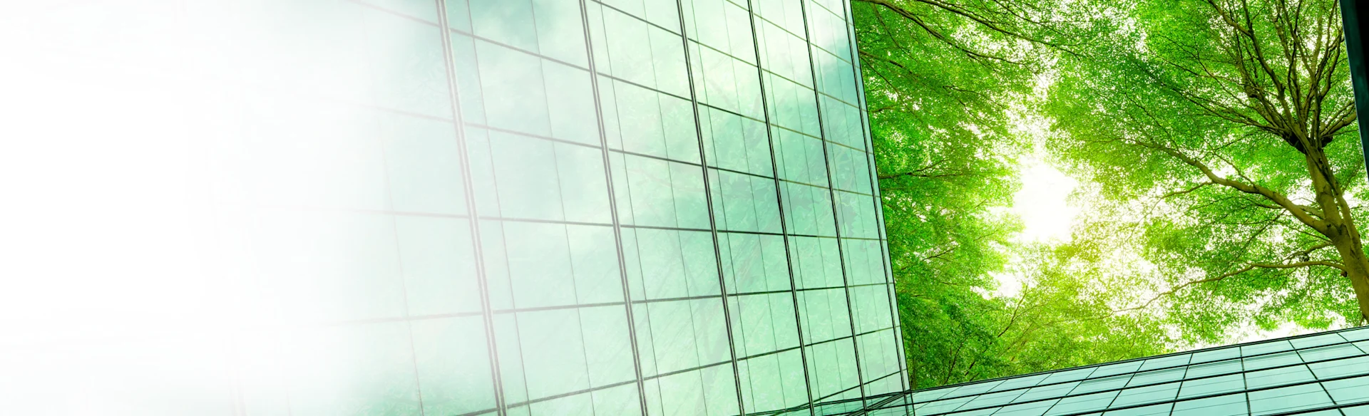 Green Trees and Office Window HERO