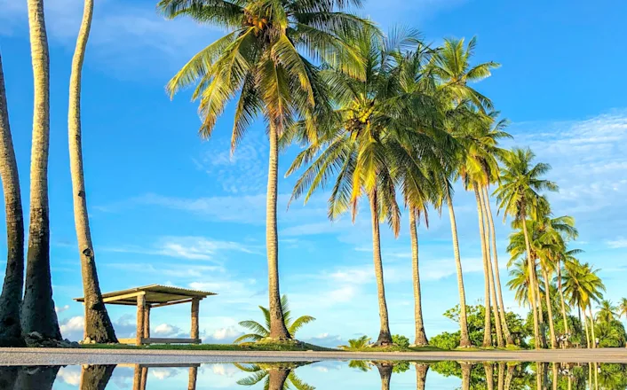 A beach with palm trees reflected in the water.