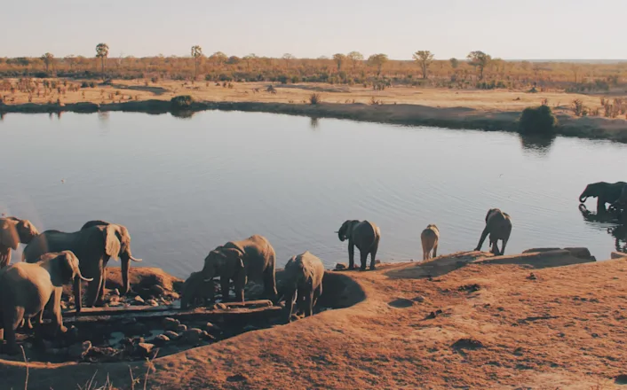 A group of elephants drinking from a body of water.
