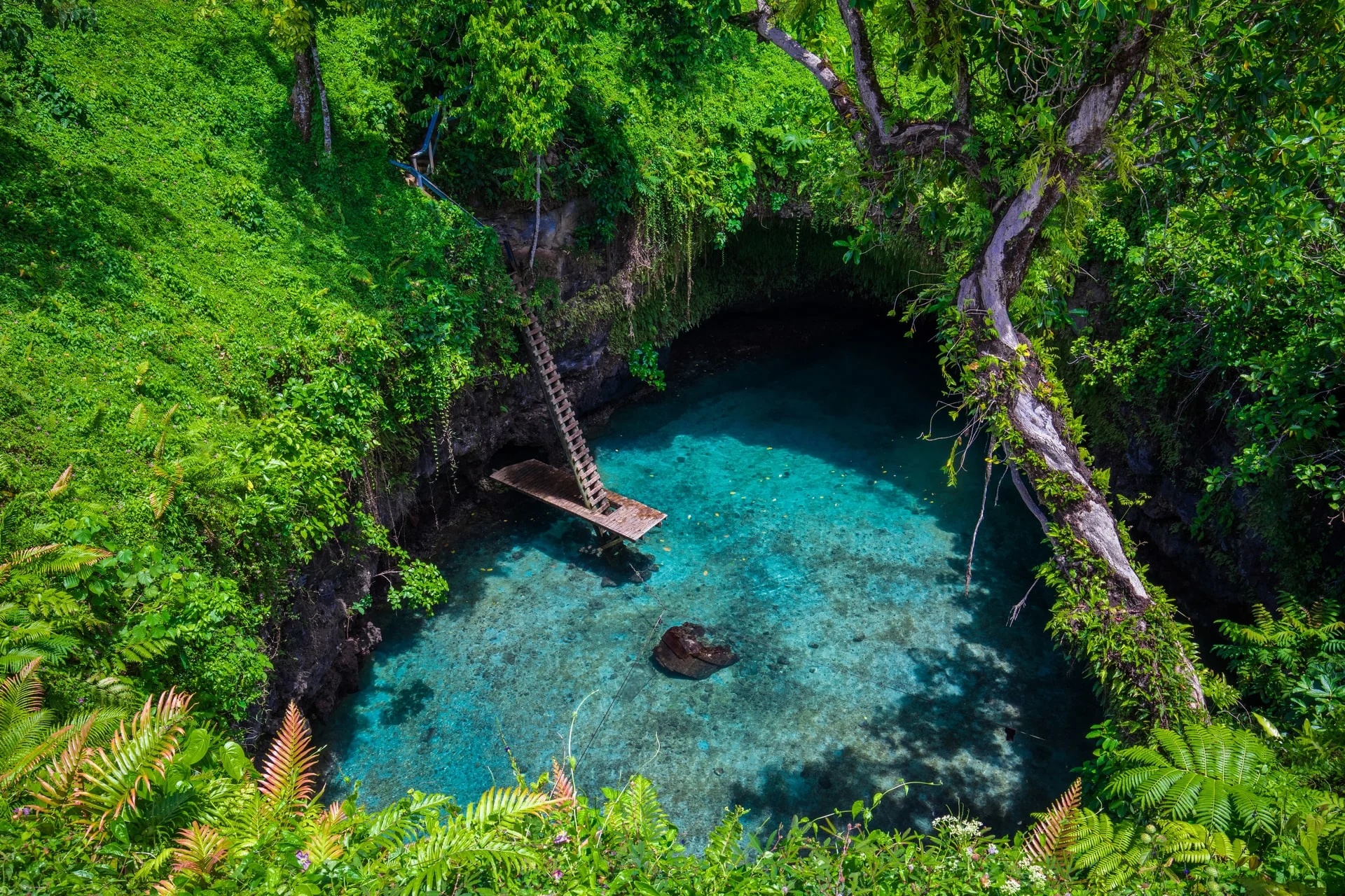 A blue pool in the middle of a green jungle.