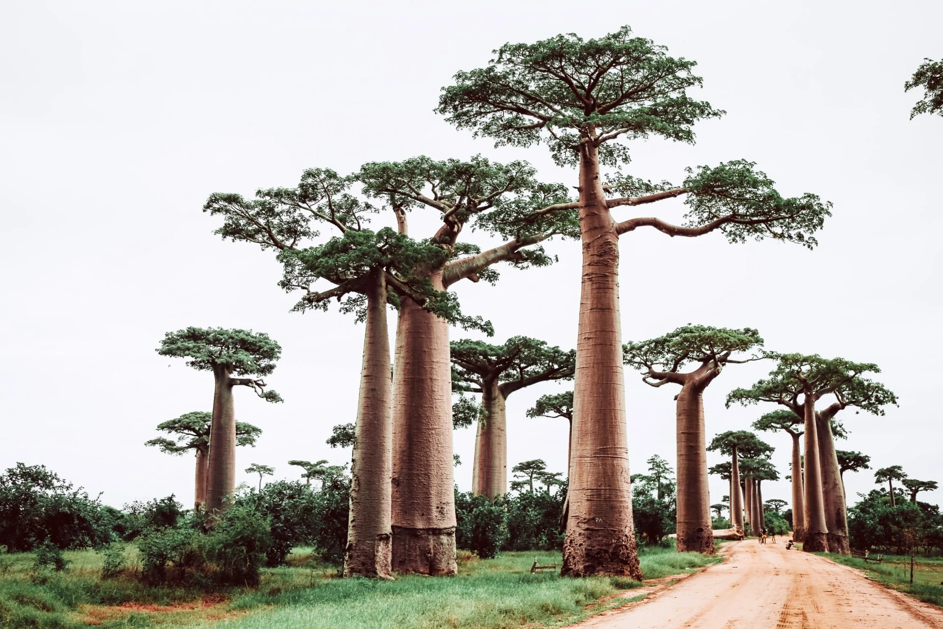A dirt road lined with many baobab trees.