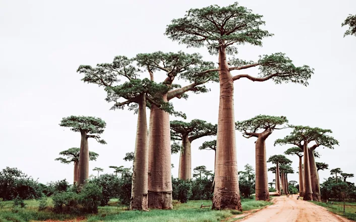 A dirt road lined with many baobab trees.