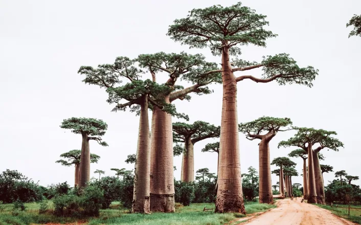 A dirt road lined with many baobab trees.