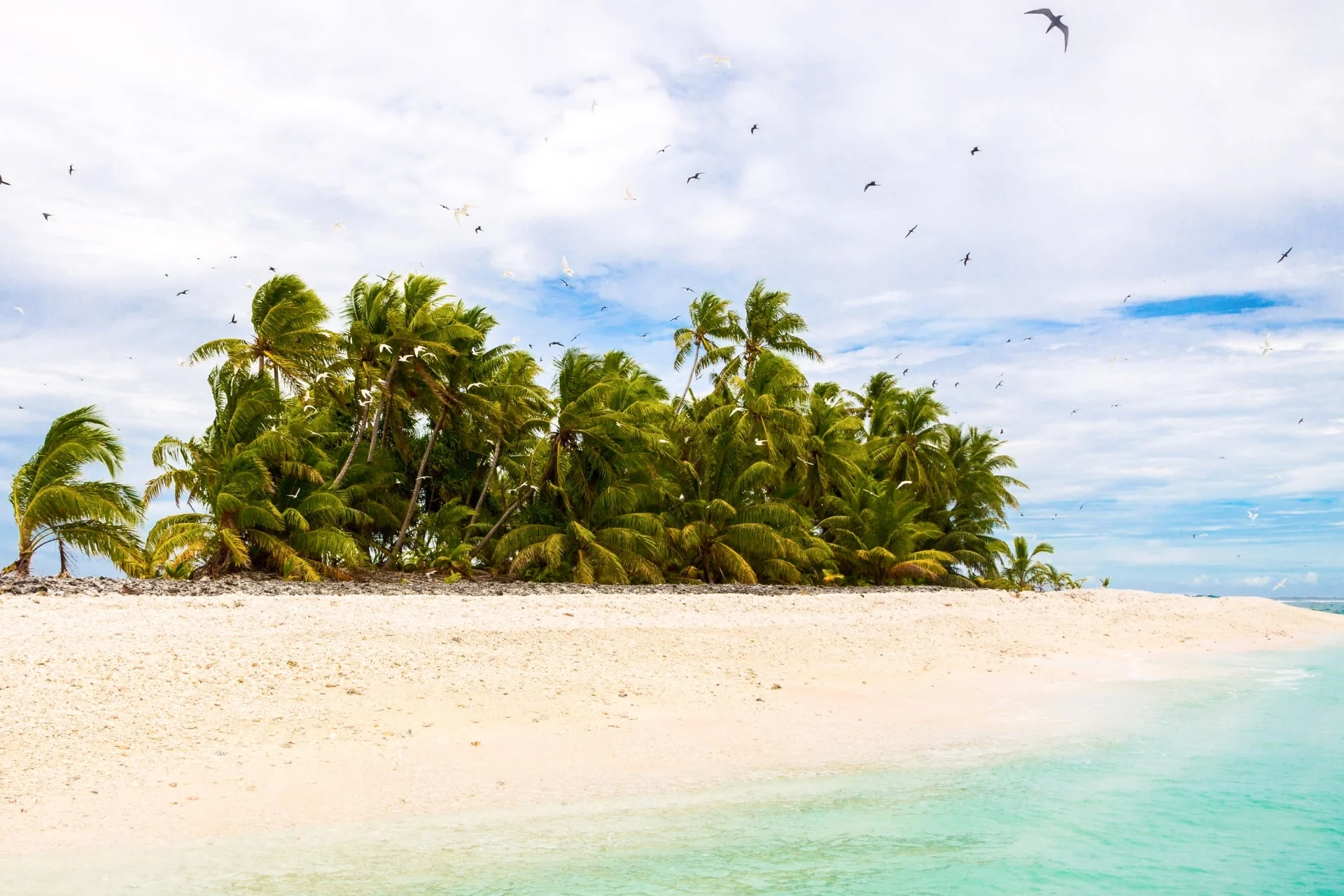 A white sandy beach with palm trees and blue water.