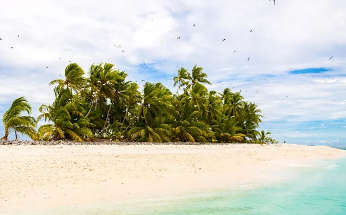 A white sandy beach with palm trees and blue water.
