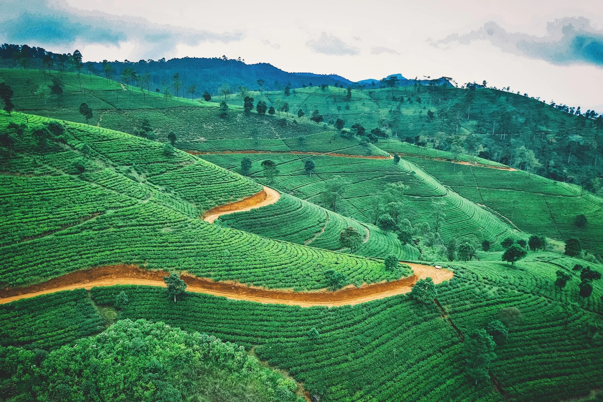 An aerial view of a tea plantation in sri lanka.