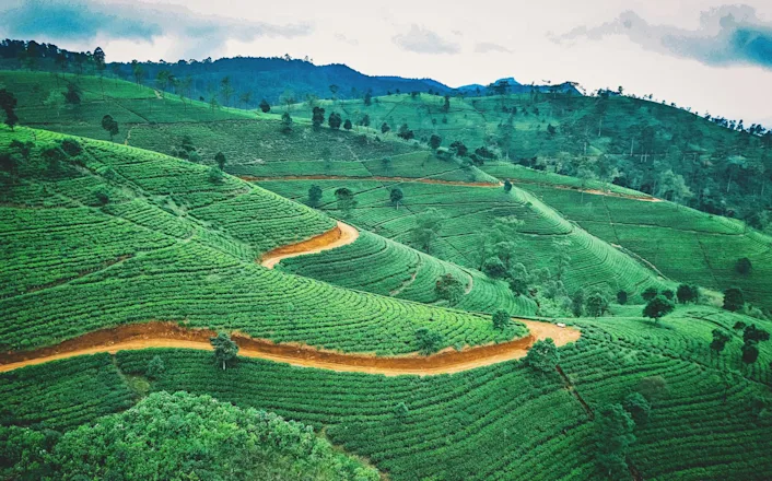 An aerial view of a tea plantation in sri lanka.