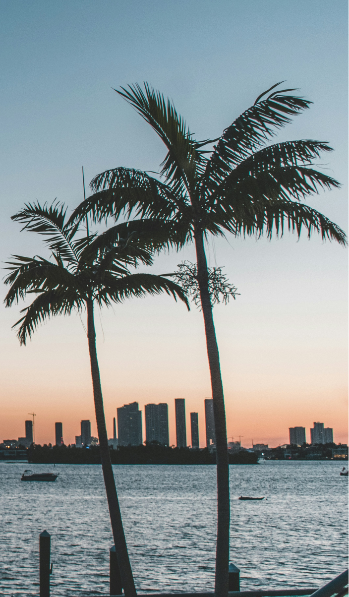 Three palm trees in front of a city skyline across a water body during sunset.