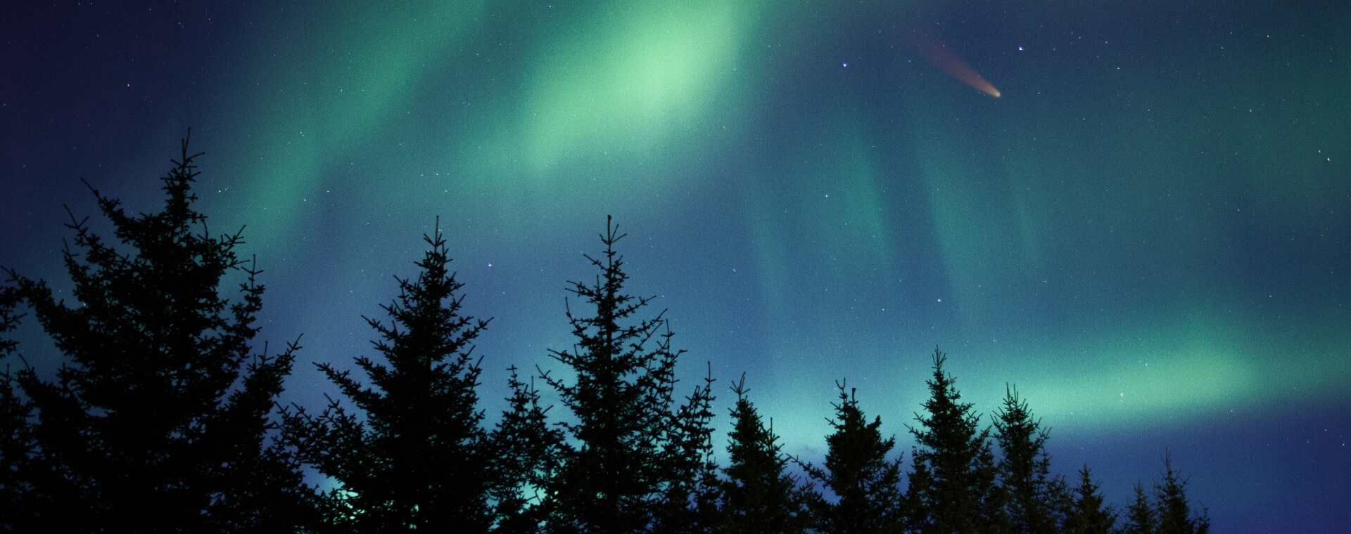 The aurora borealis lights up the sky over trees.