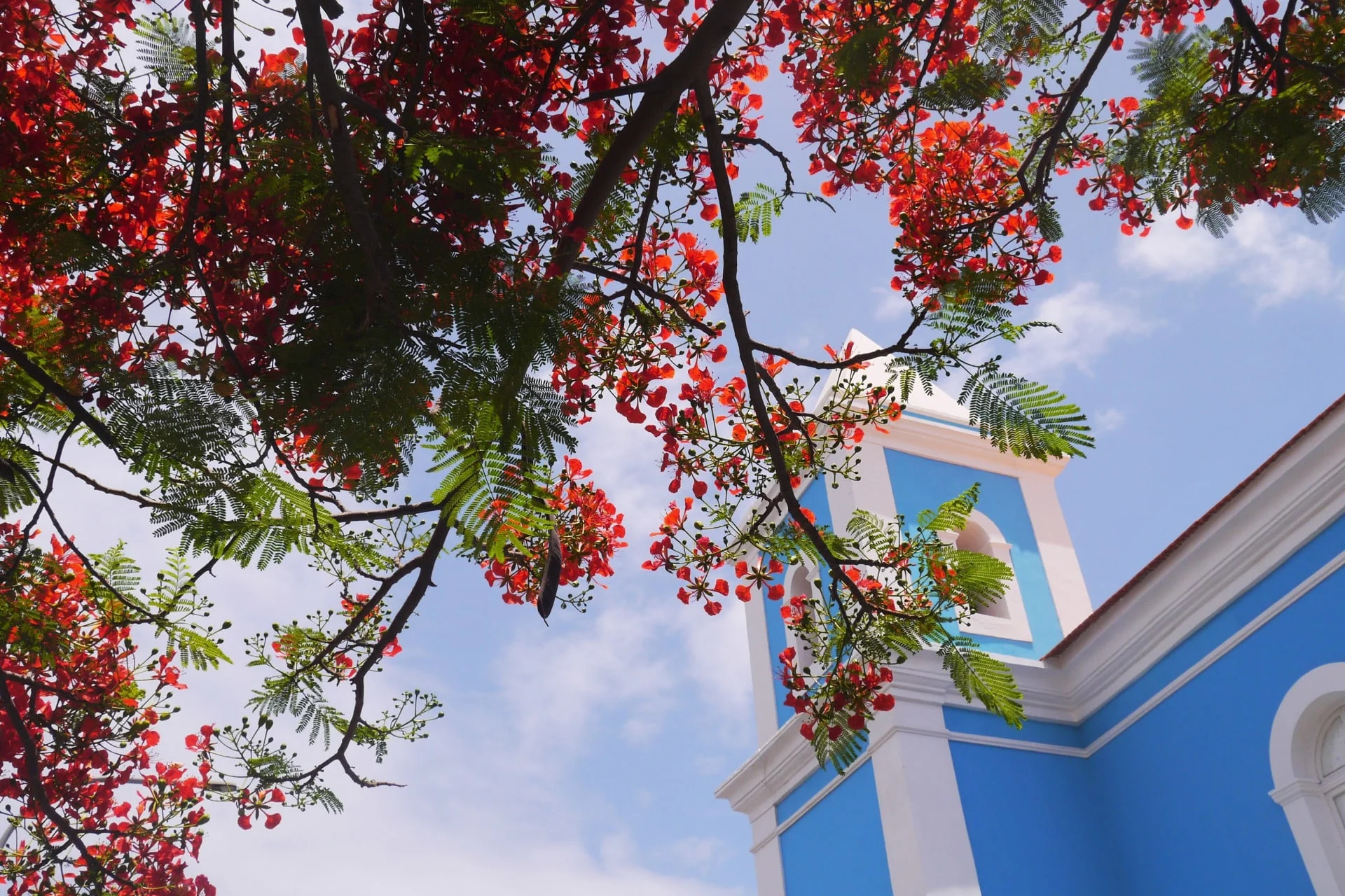 A blue building with a red tree in front of it.
