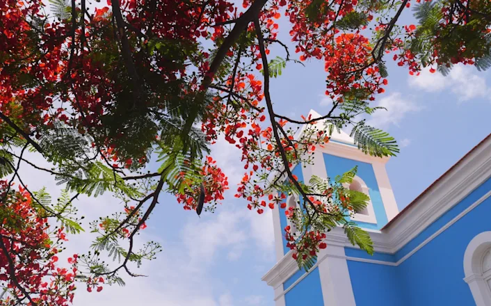 A blue building with a red tree in front of it.