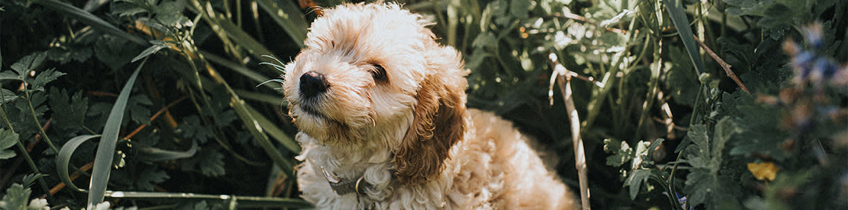 Cockapoo