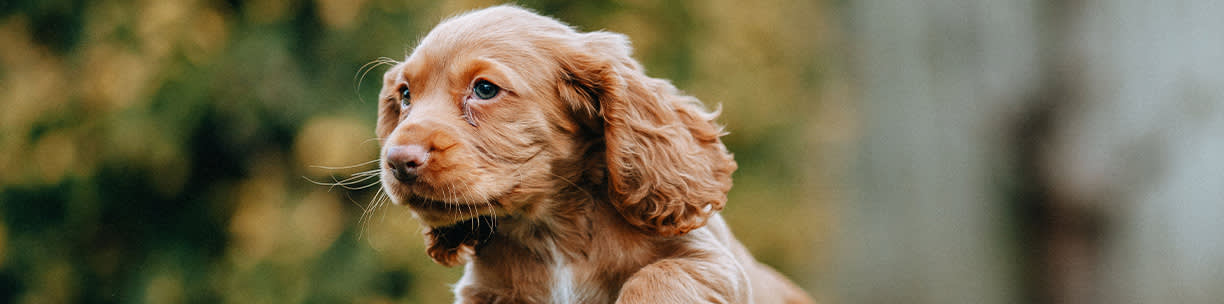 Cocker spaniel