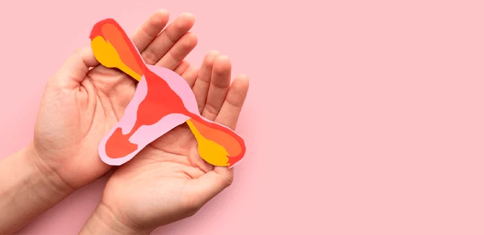 Fase ovulatoria del ciclo menstrual