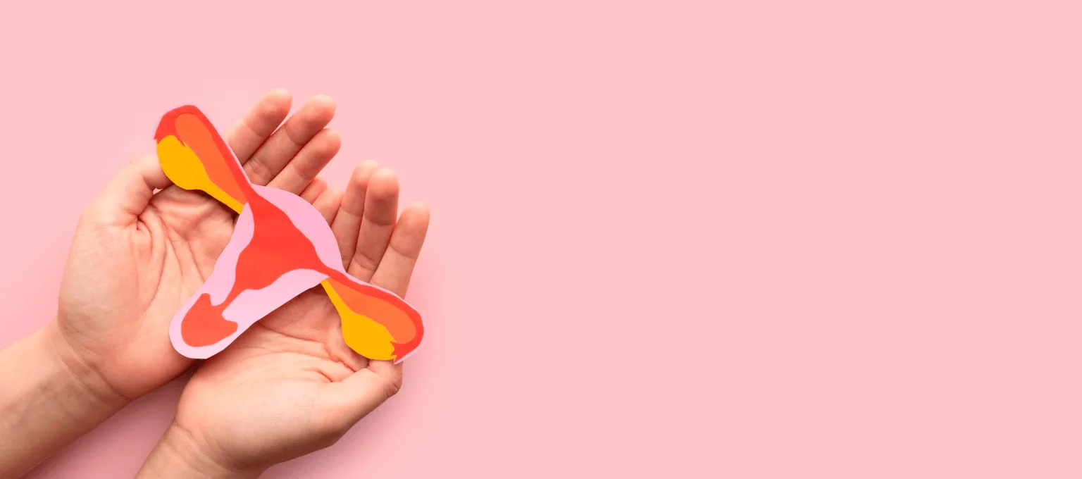 A fase ovulatória do ciclo menstrual