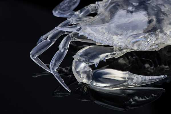 Crystal Crab