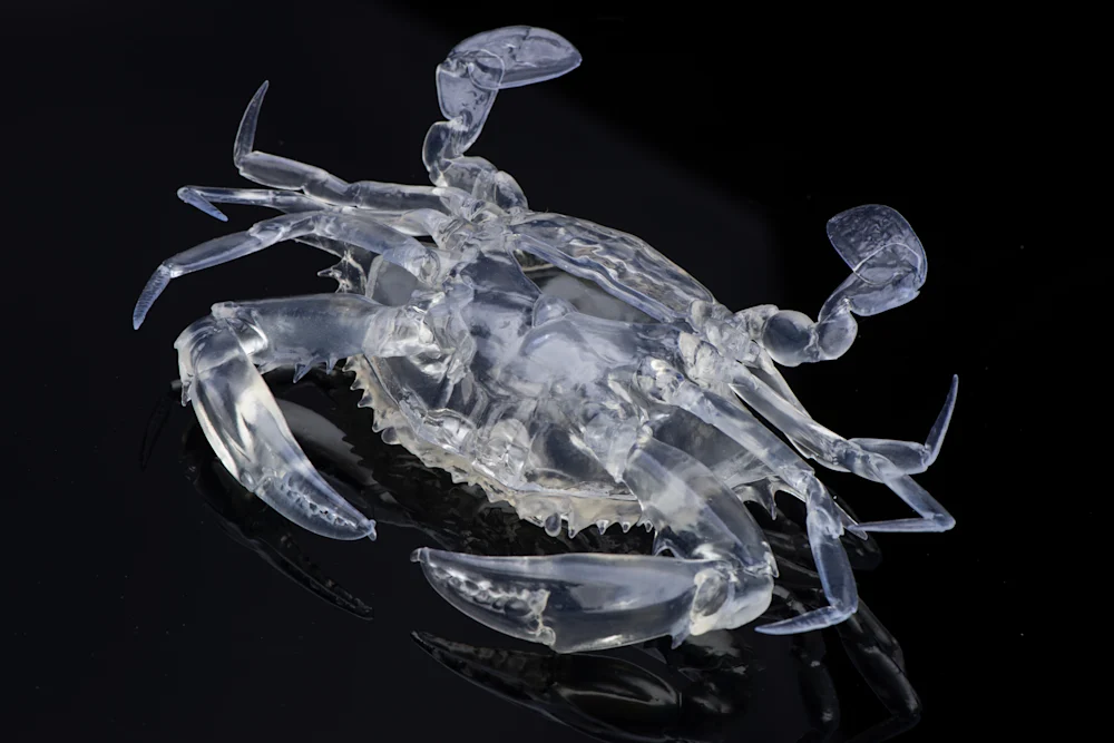 A clear 3D printed crab model showing internal detail