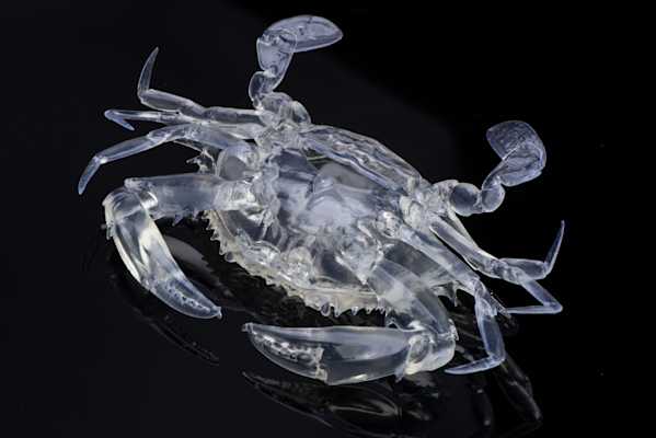 Crystal Crab