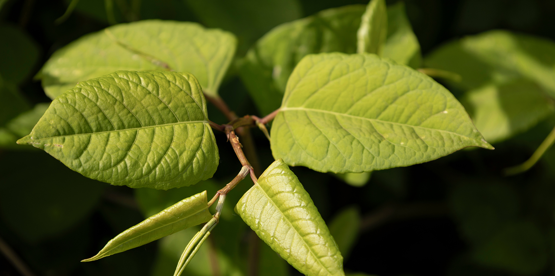 Japanese Knot Weed legal services