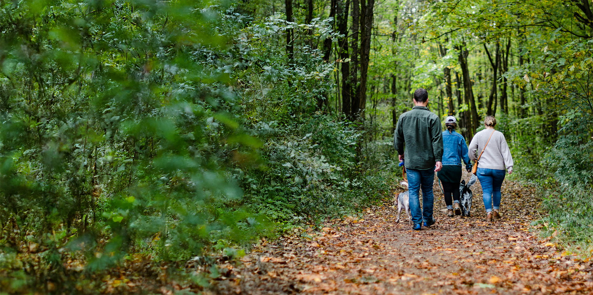 Woodland walk with family and dogs.