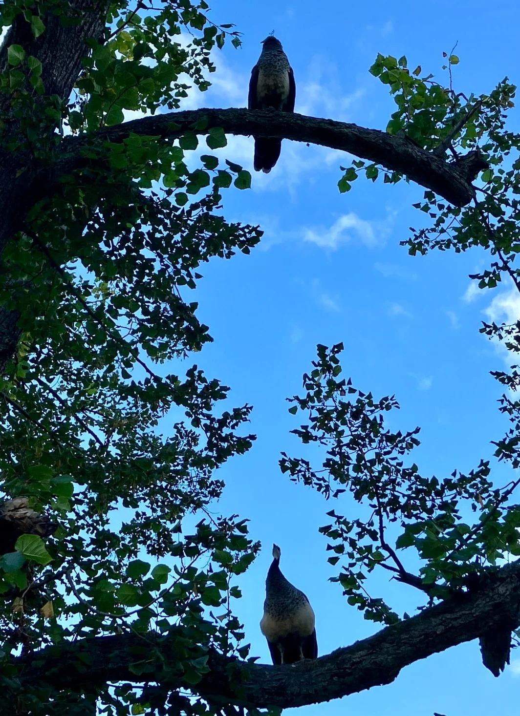 Pfaueninsel Pfauen im Baum