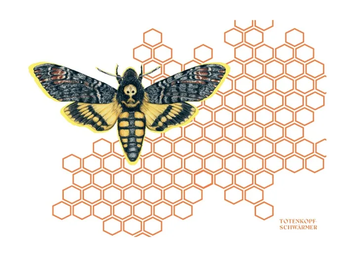 Eulberg / Prachtliebe / Totenkopfschwärmer