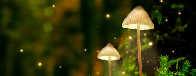 Fantasy/Banner mobile