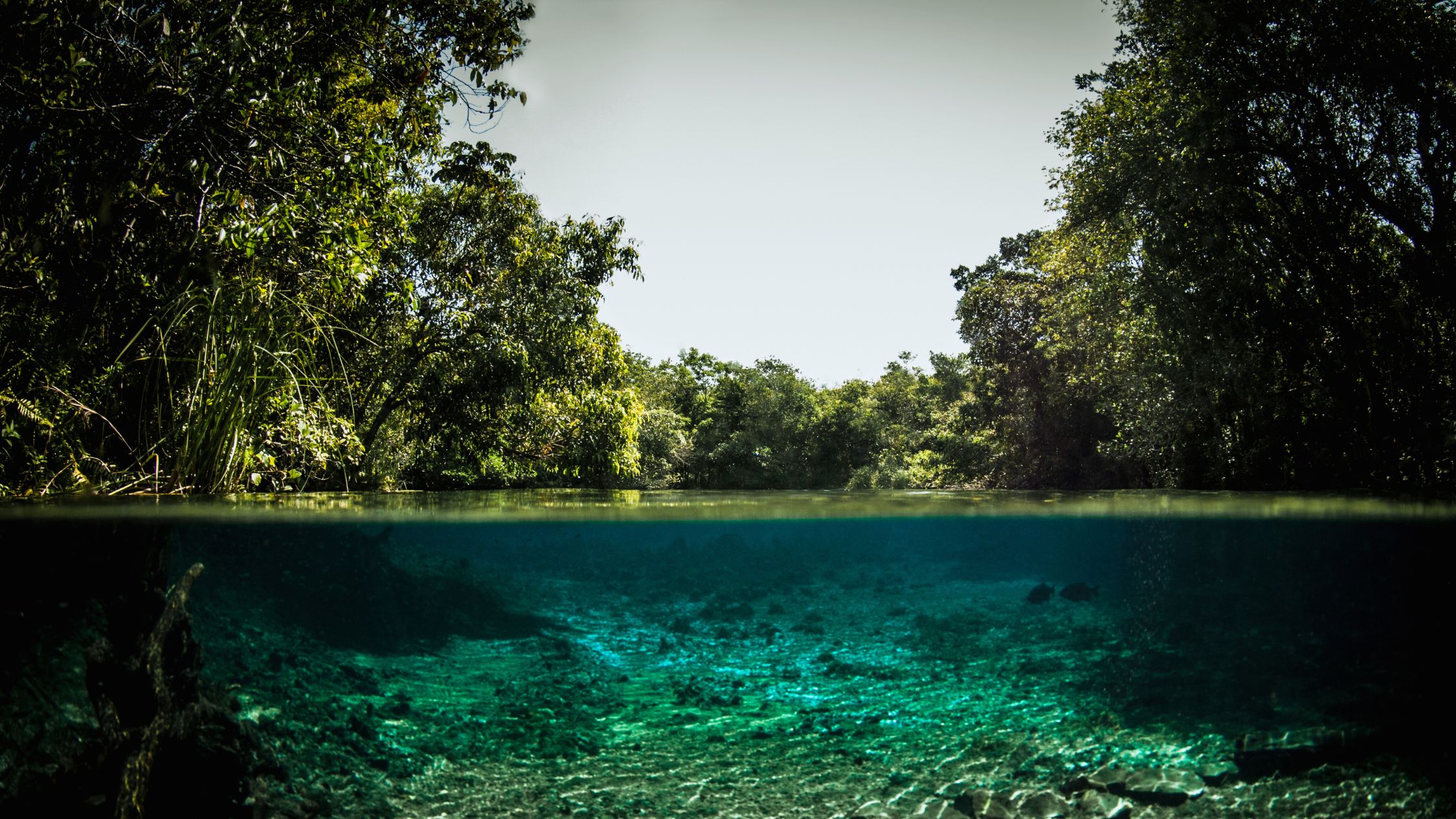 capa do artigo Desvendando a Importância das APPs - Áreas de Proteção Permanente