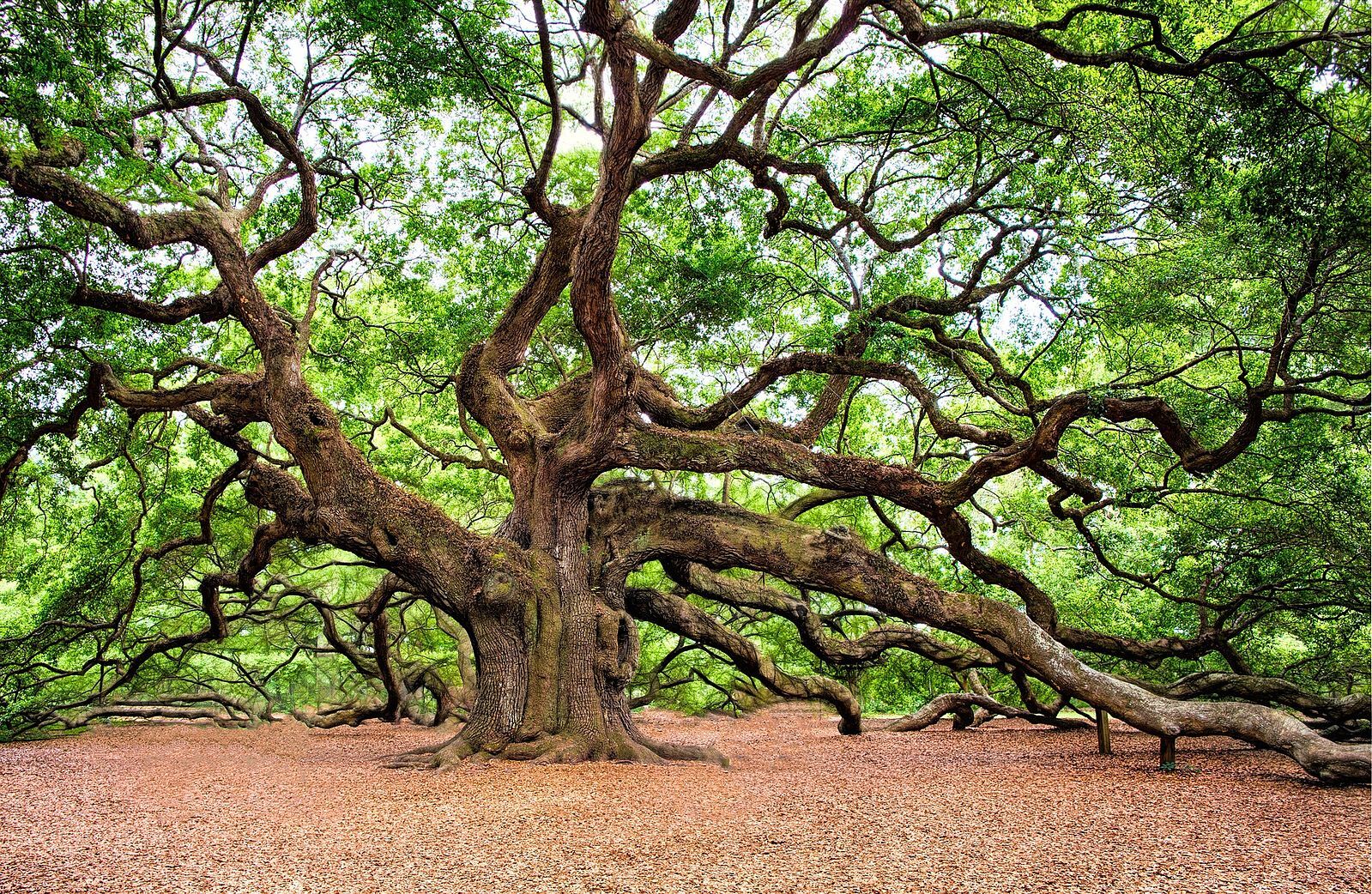 The Best Books About Trees